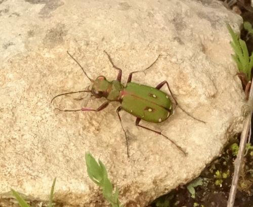 Cicindela campestris